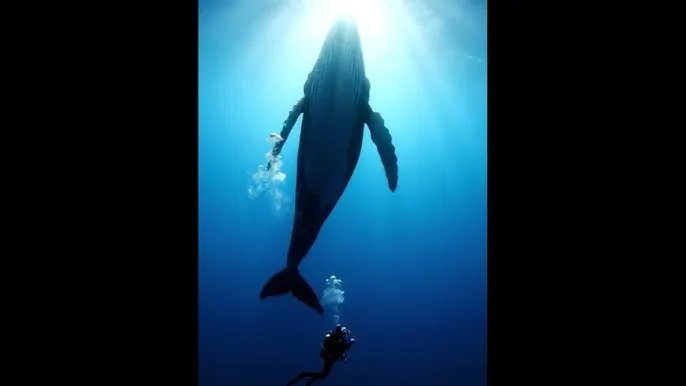 海角社区app - 深蓝星球：探索海洋深处的未知世界
